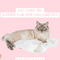 Cat Care 101: A Guide for New Cat Parents