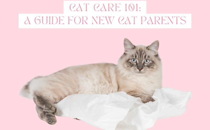 Cat Care 101: A Guide for New Cat Parents