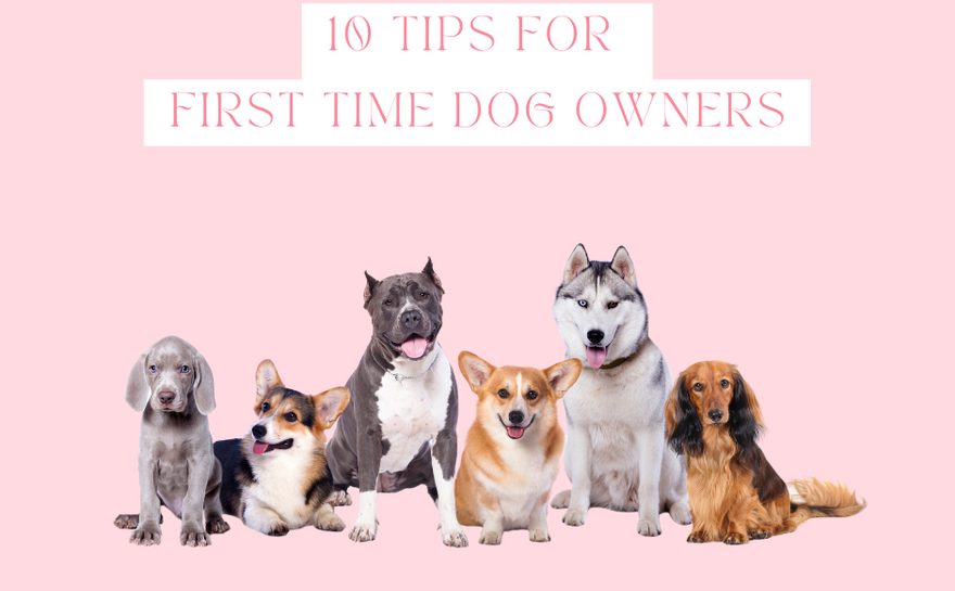 10 Tips for First Time Dog Owners