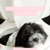 5 Potty Training Tips for Your Puppies