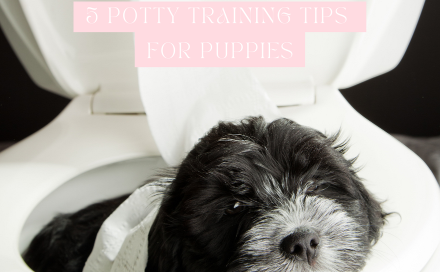 5 Potty Training Tips for Your Puppies